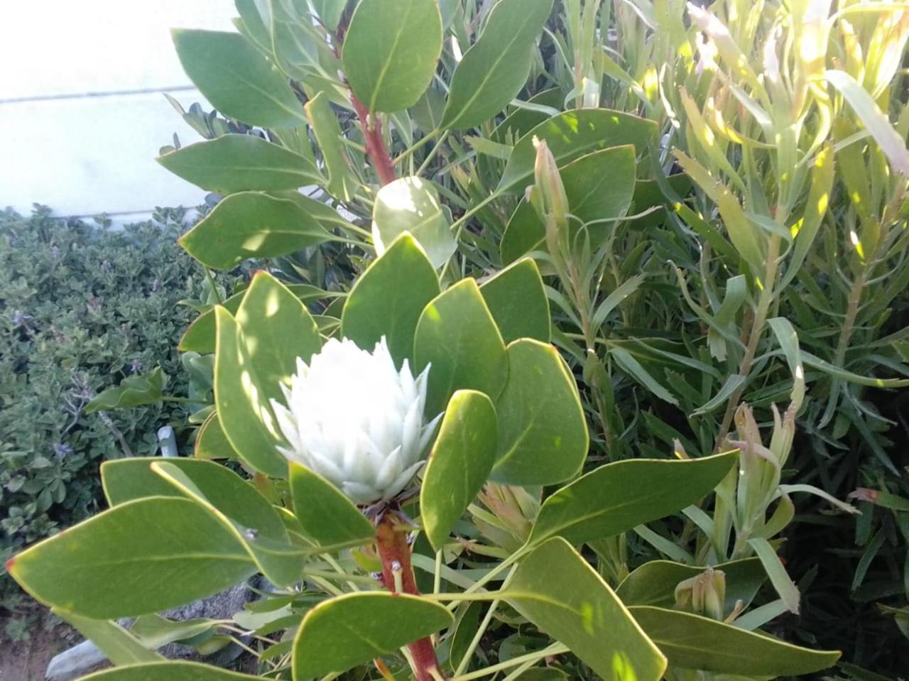 Coco De Mer Self Catering Log 1 Lambertʼs Bay エクステリア 写真